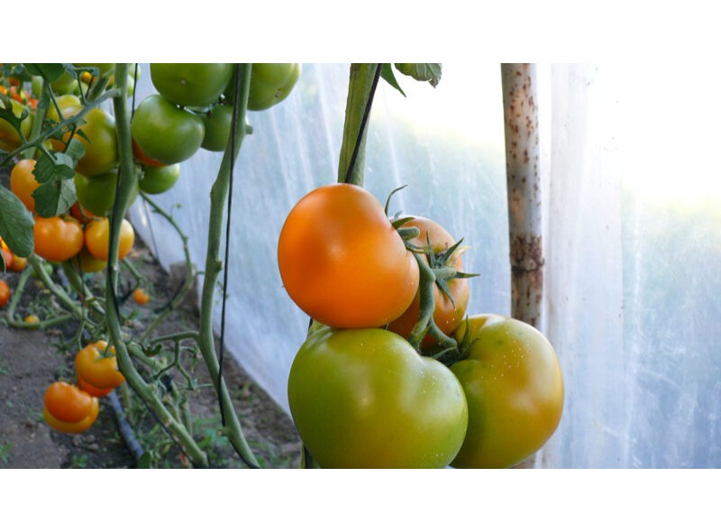 Семена индетерминантного томата Эллоу Пешен F1,(1000сем.) Lark Seeds